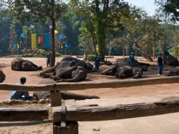 Thailand2009-Elephant_School-003